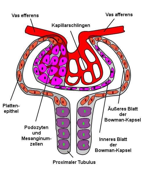  - kurs_49_niere_bowman_kapsel_aufbau